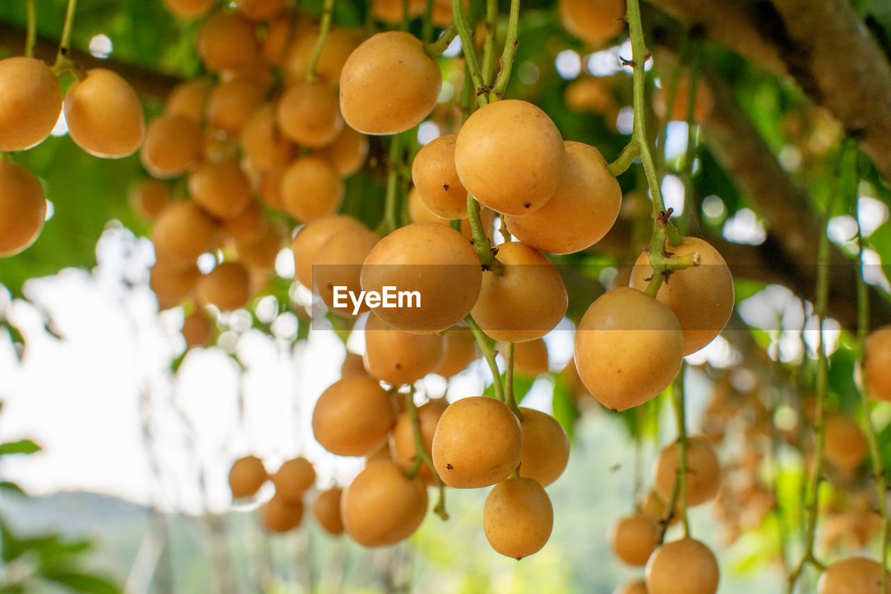 Low angle view of fruits growing on tree