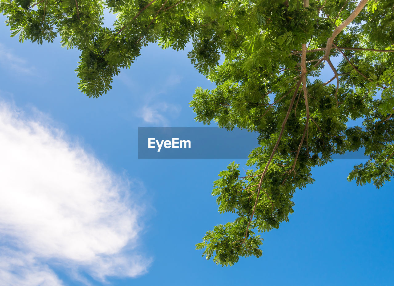 Low angle view of tree against sky