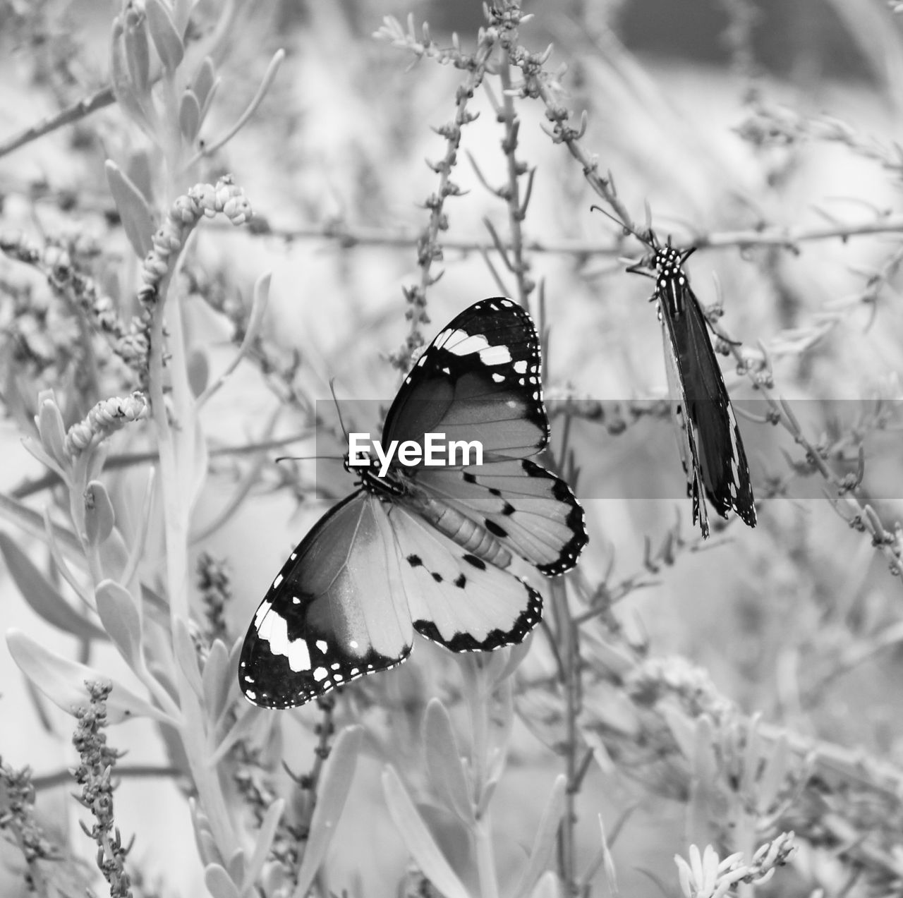 CLOSE-UP OF BUTTERFLY PERCHING ON FLOWER