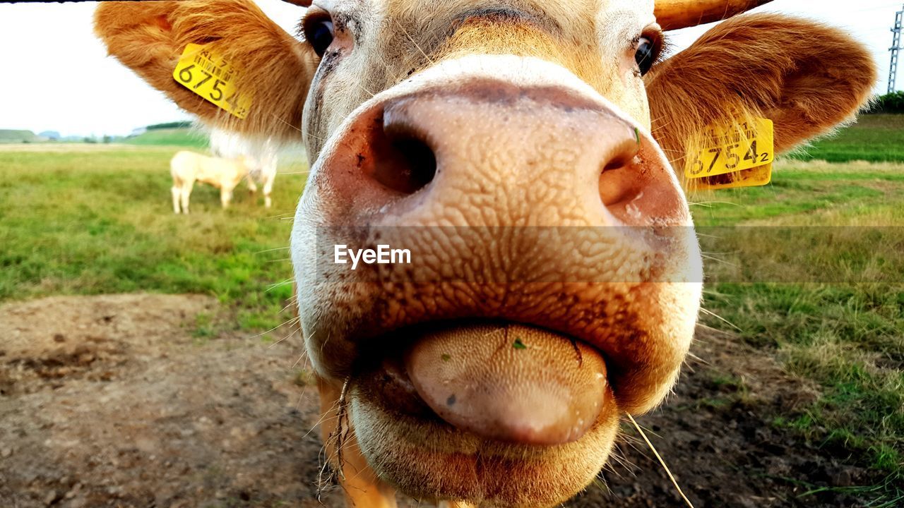 Close-up of animal nose
