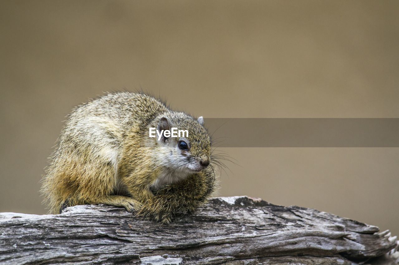 Close-up of squirrel on rock