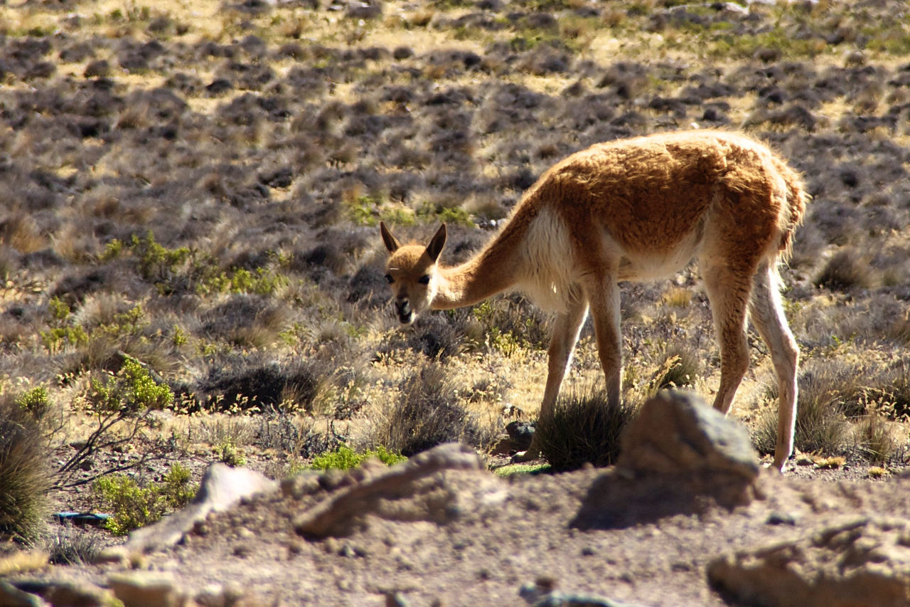 Close-up of vicunia standing on grass