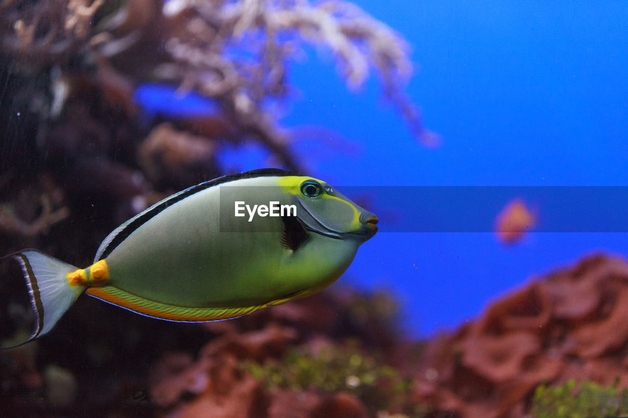 Close-up side view of naso tang fish in water