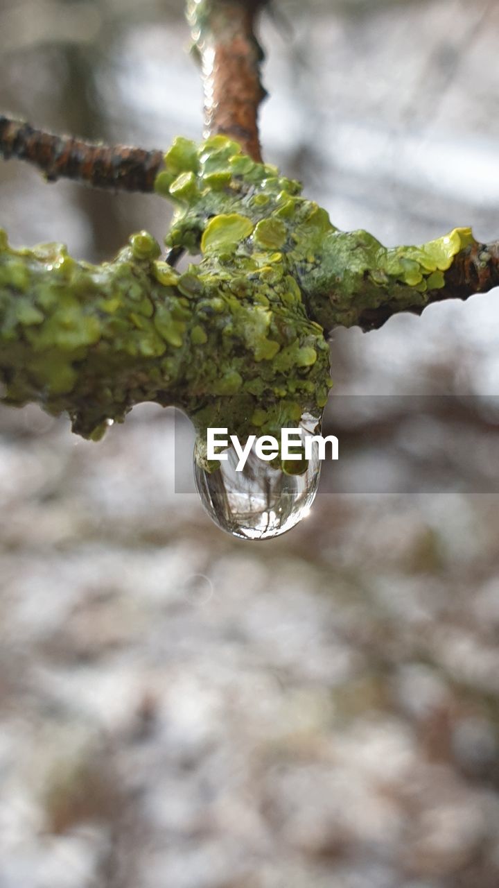CLOSE-UP OF WATER DROPS ON TREE