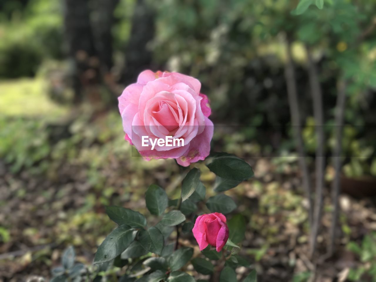 CLOSE-UP OF PINK ROSE IN BLOOM