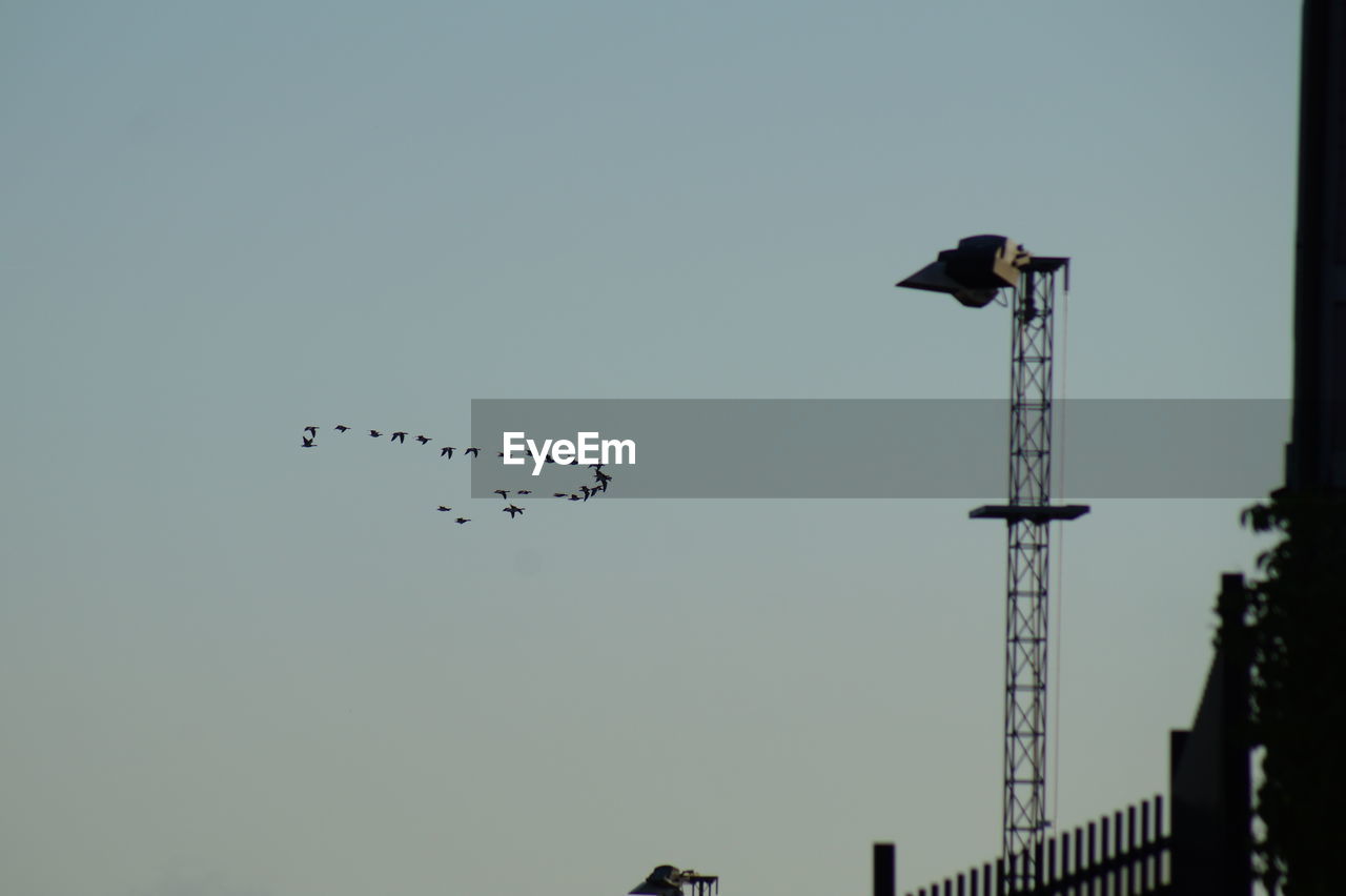 LOW ANGLE VIEW OF BIRDS FLYING AGAINST SKY