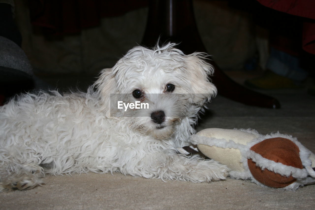 PORTRAIT OF WHITE DOG ON BED