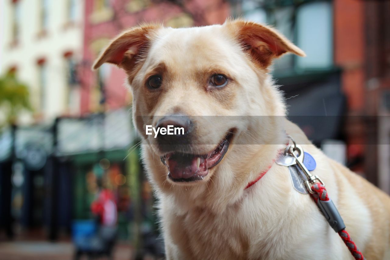 Close-up portrait of dog sticking out tongue outdoors