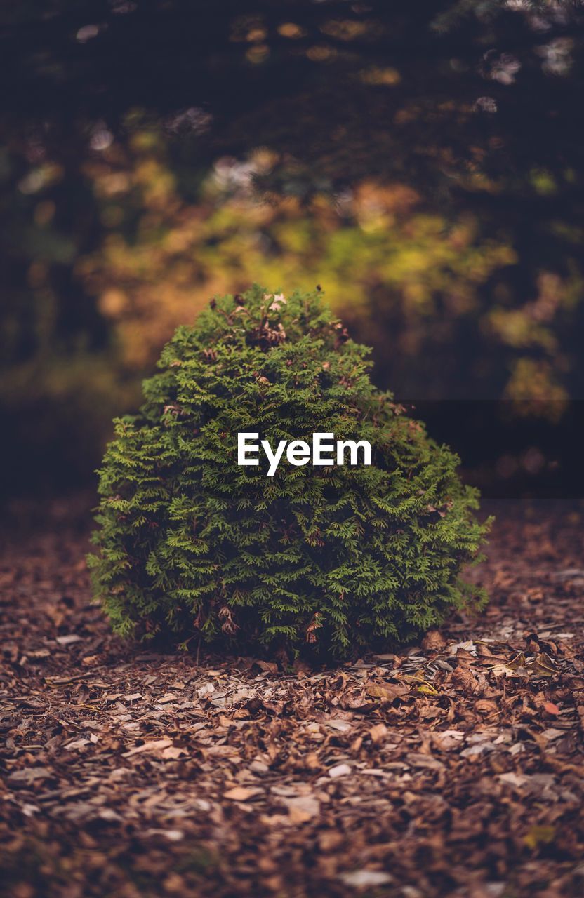 Green plant over dry leaves