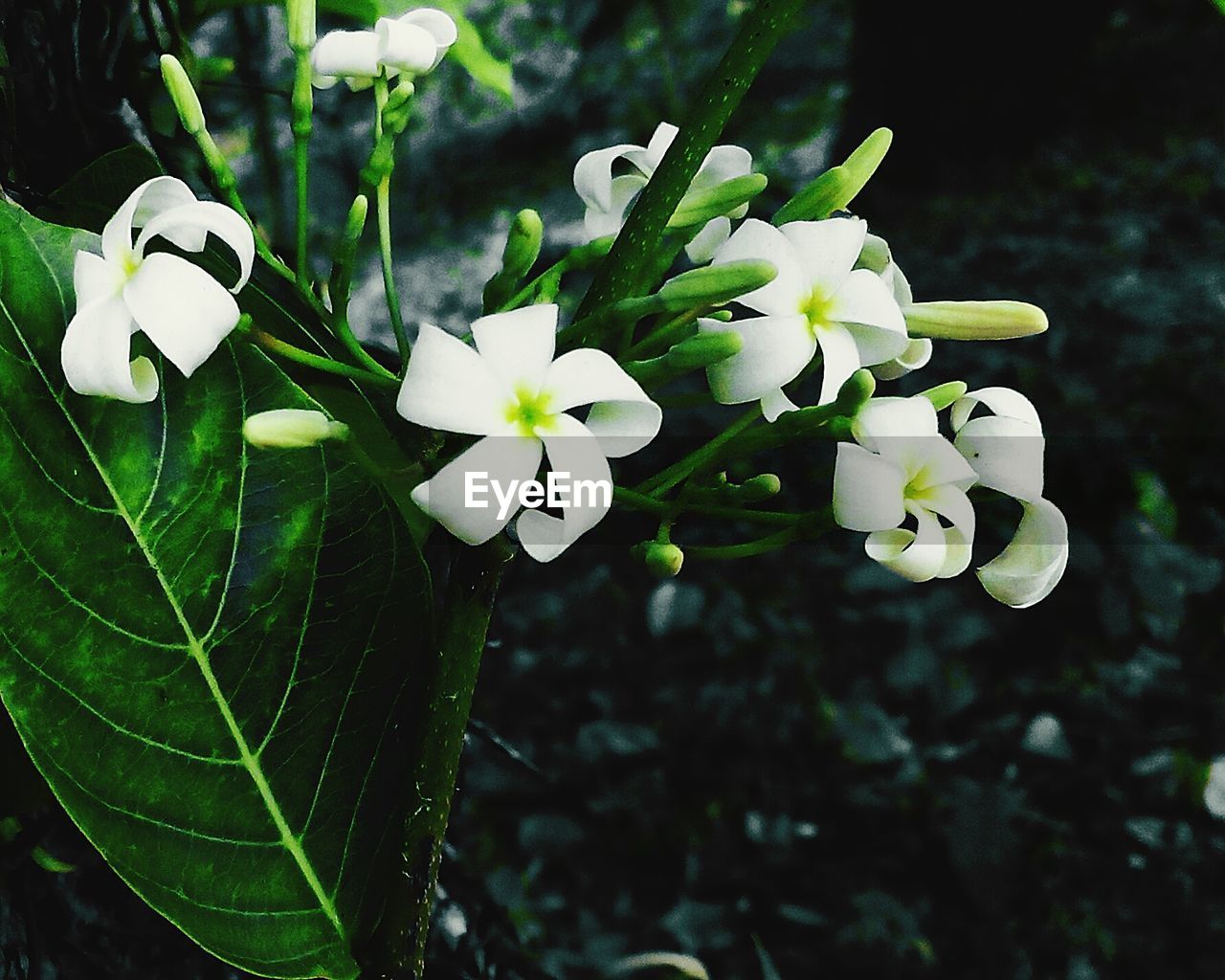 Close-up of white flowers blooming on tree