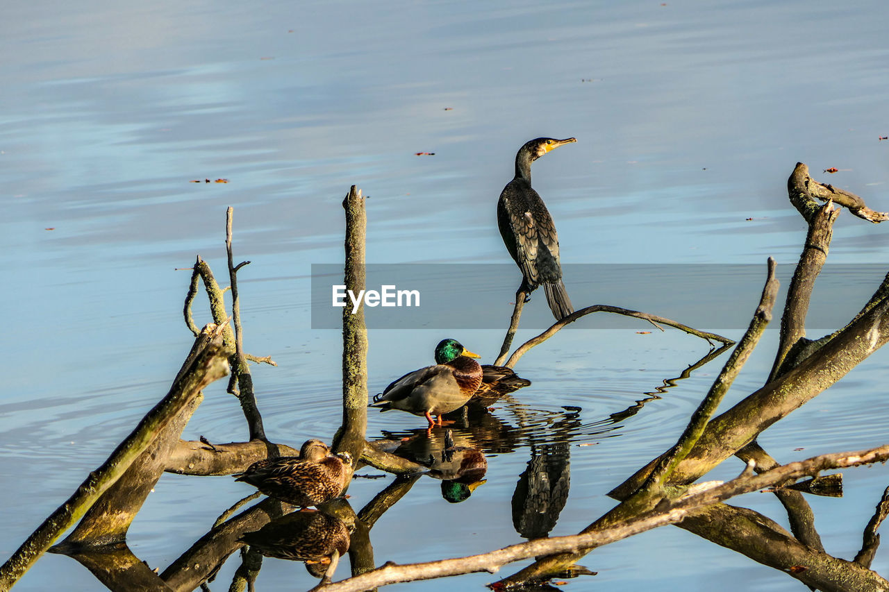 VIEW OF BIRDS PERCHING ON DRIFTWOOD AGAINST LAKE