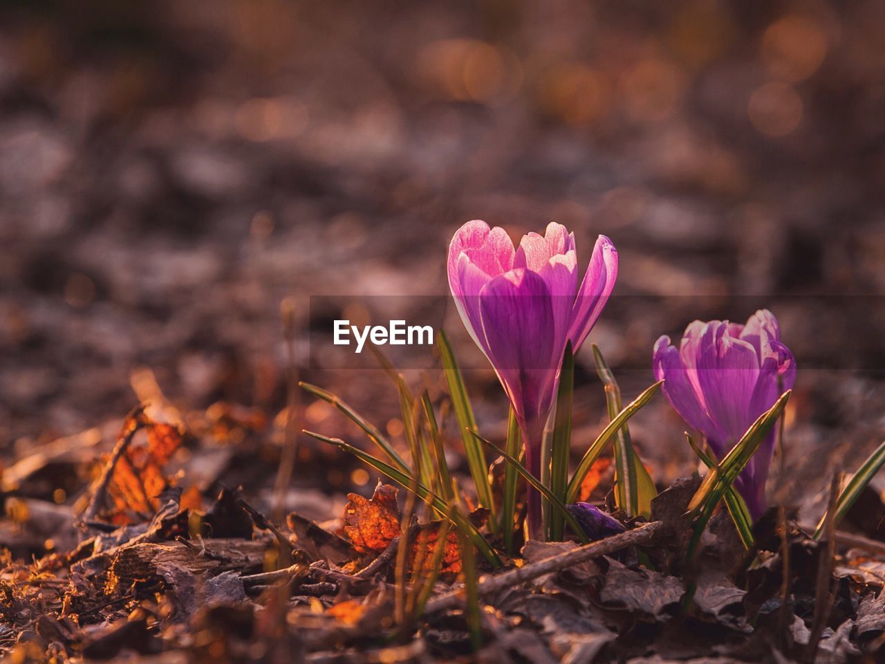 Close-up of pink flowers blooming on field