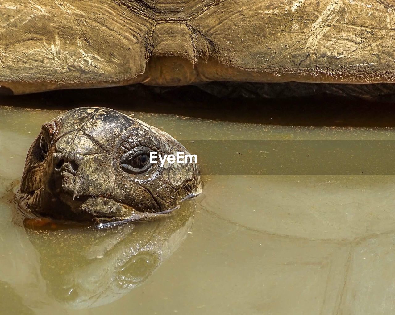 Turtle swimming in lake