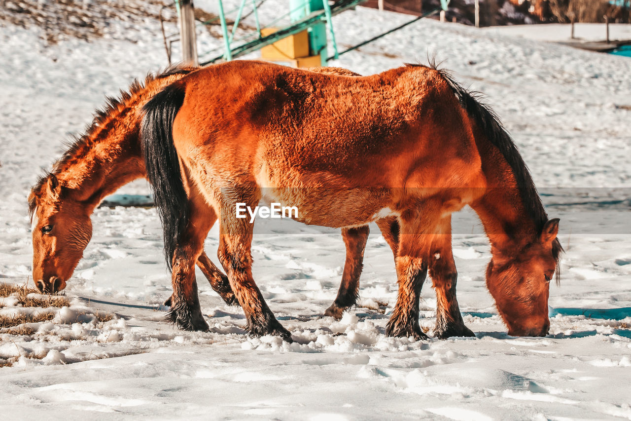 HORSES IN THE FIELD