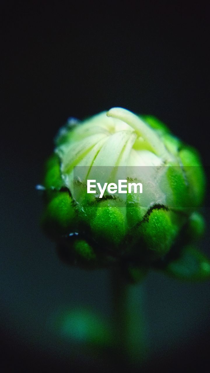 Macro shot of green flower bud at night