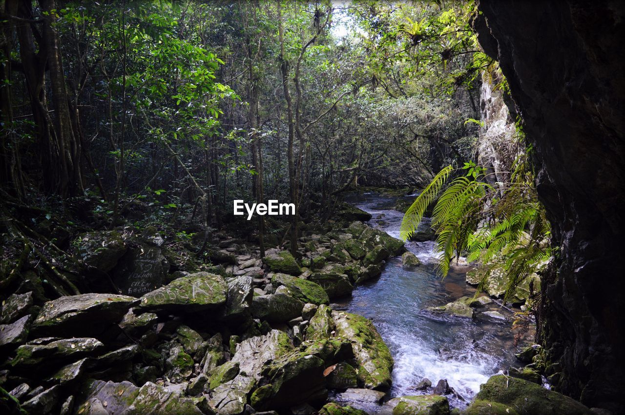 Scenic view of river amidst trees in forest