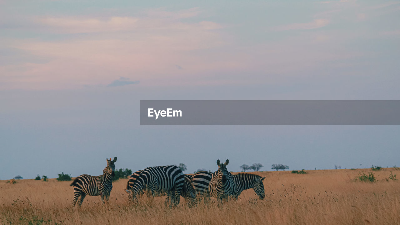 Zebras feeding 