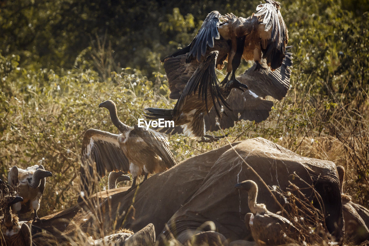 low angle view of bird perching on field