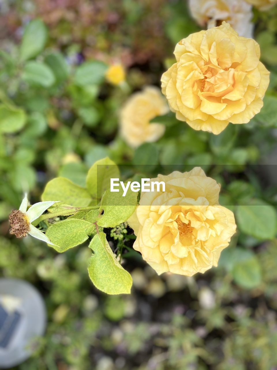 CLOSE-UP OF YELLOW FLOWER