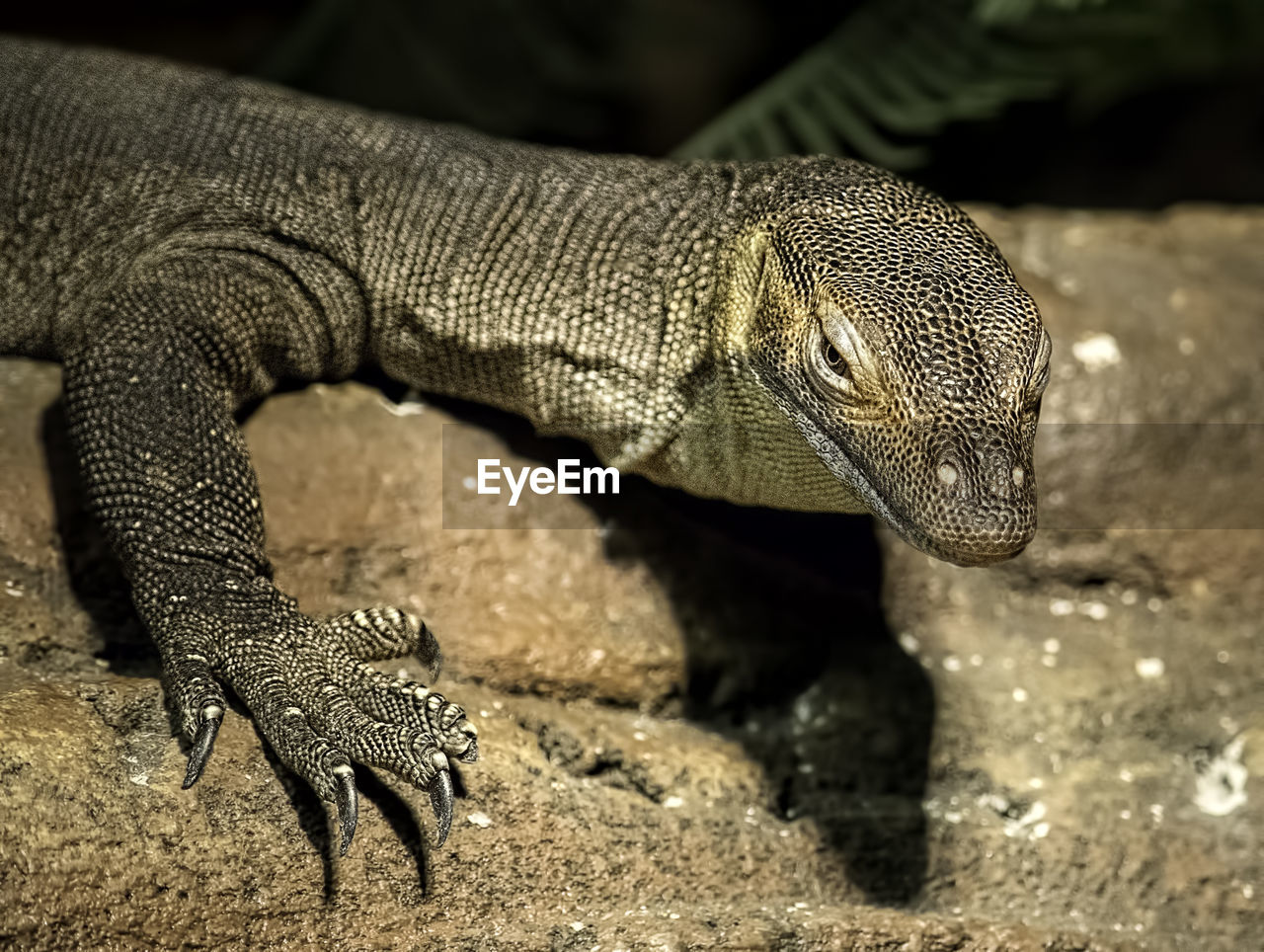 Close-up of monitor lizard