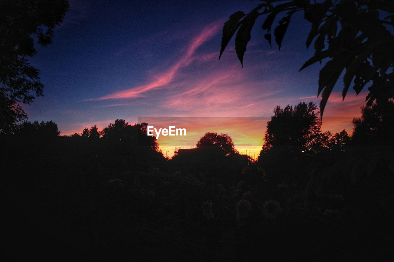 SILHOUETTE OF TREES AT SUNSET