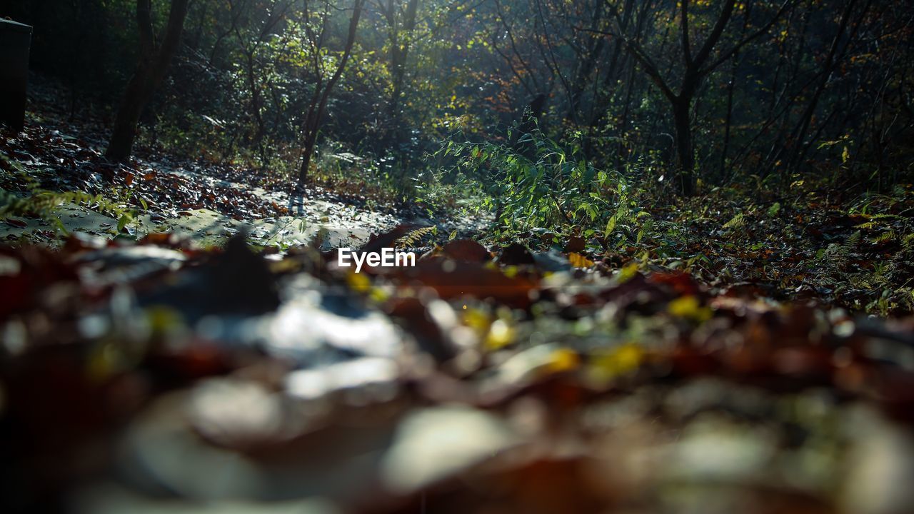 SCENIC VIEW OF FOREST