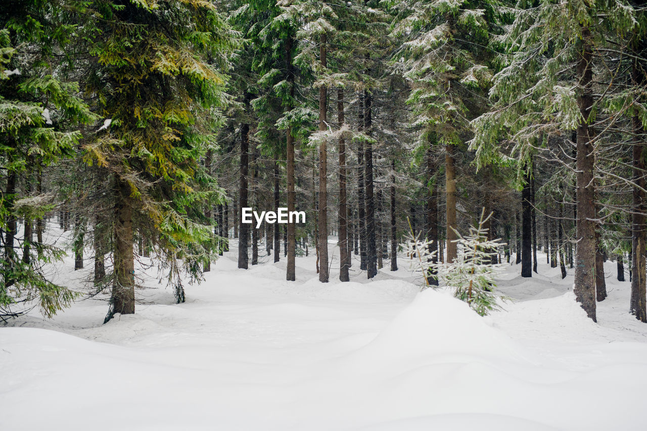 PINE TREES ON SNOW COVERED LAND