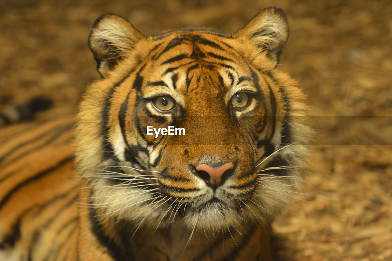 Close-up portrait of tiger
