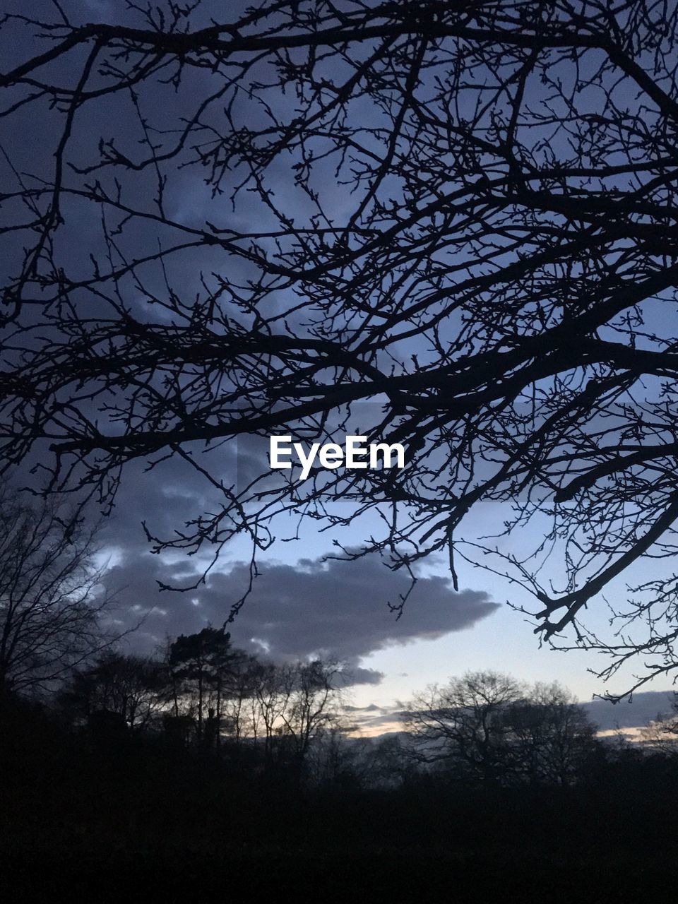 LOW ANGLE VIEW OF BARE TREES AGAINST SKY