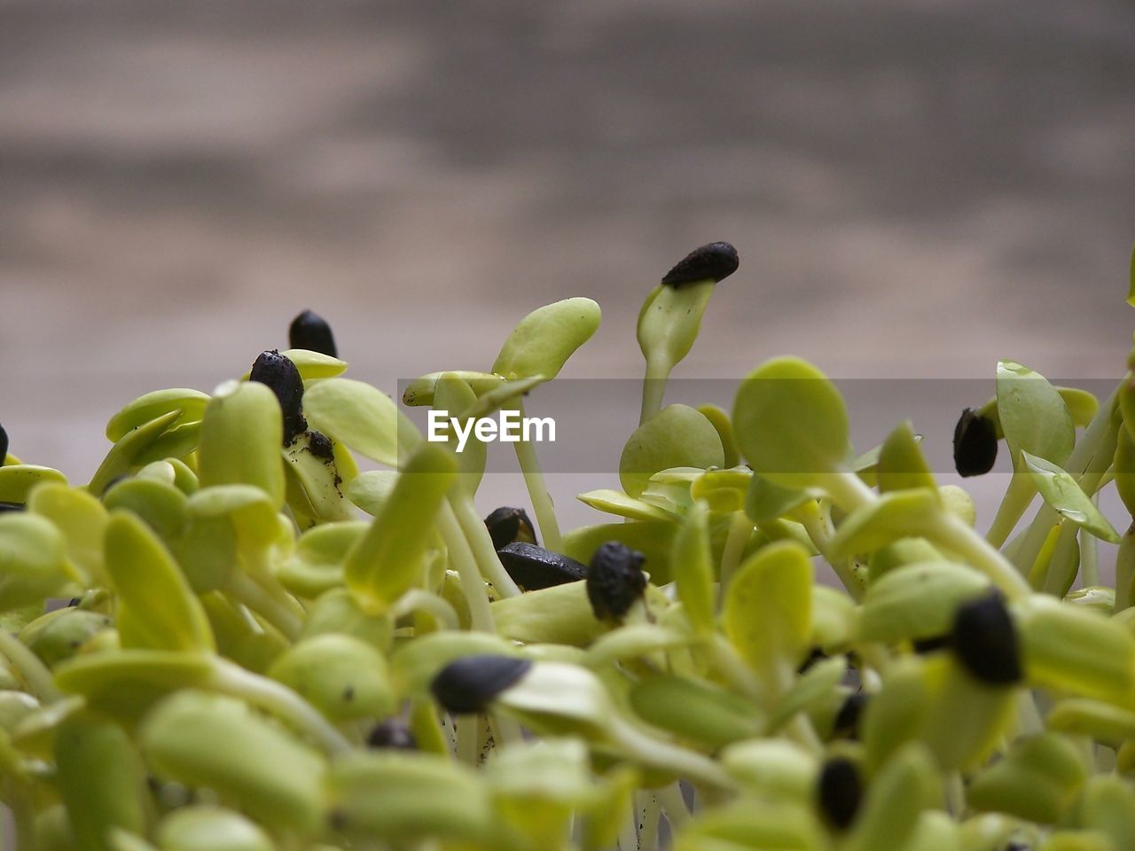 CLOSE-UP OF FRESH GREEN PLANTS GROWING ON PLANT