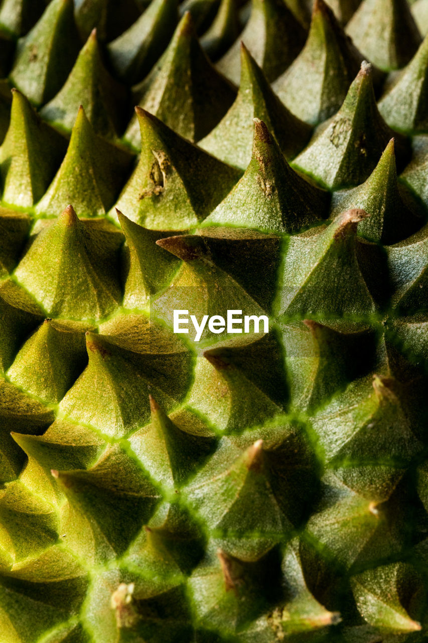 Close up of durian showing texture of rind and thorns