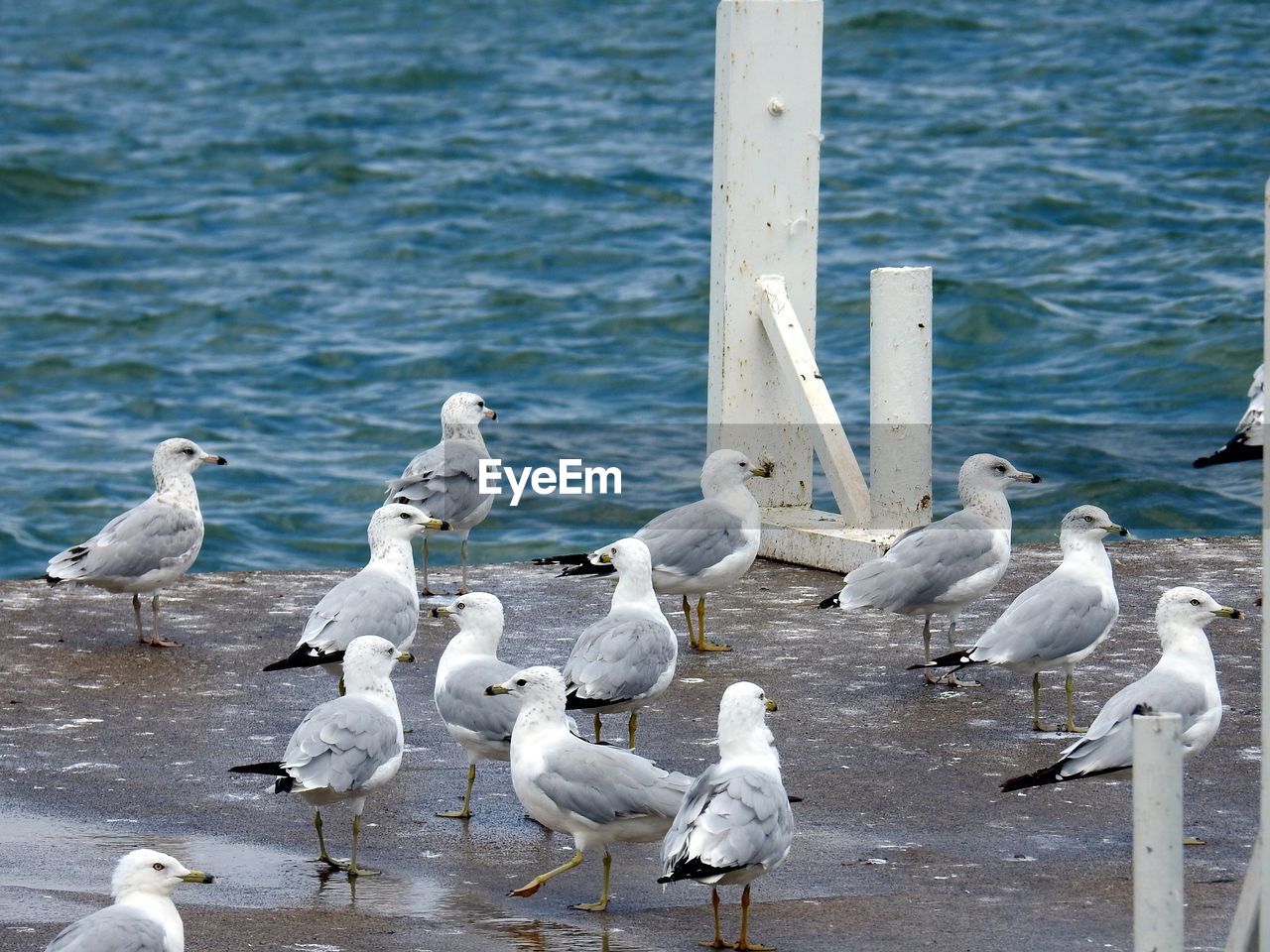 Seagulls on lake