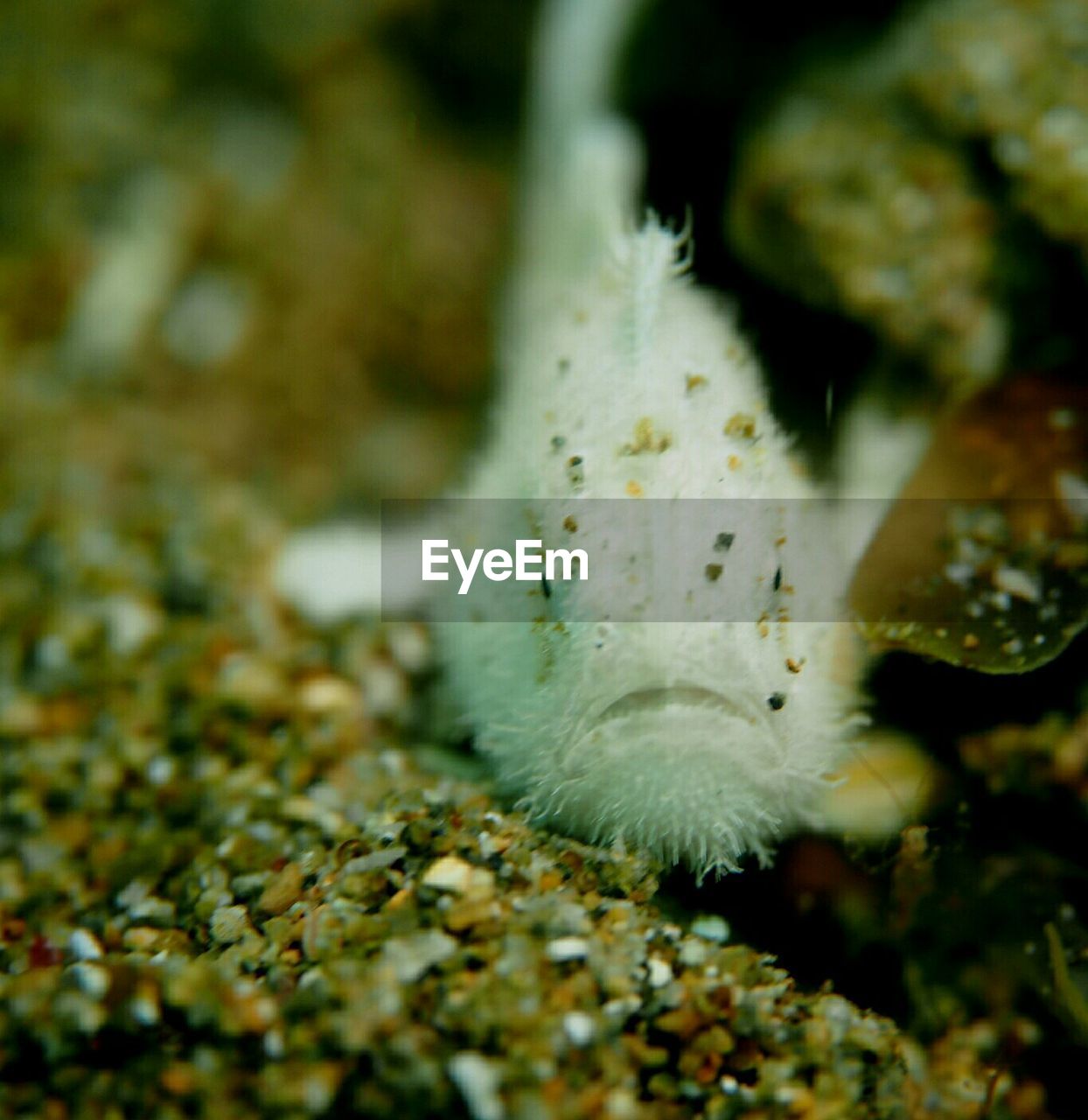 CLOSE-UP OF CRAB ON SAND