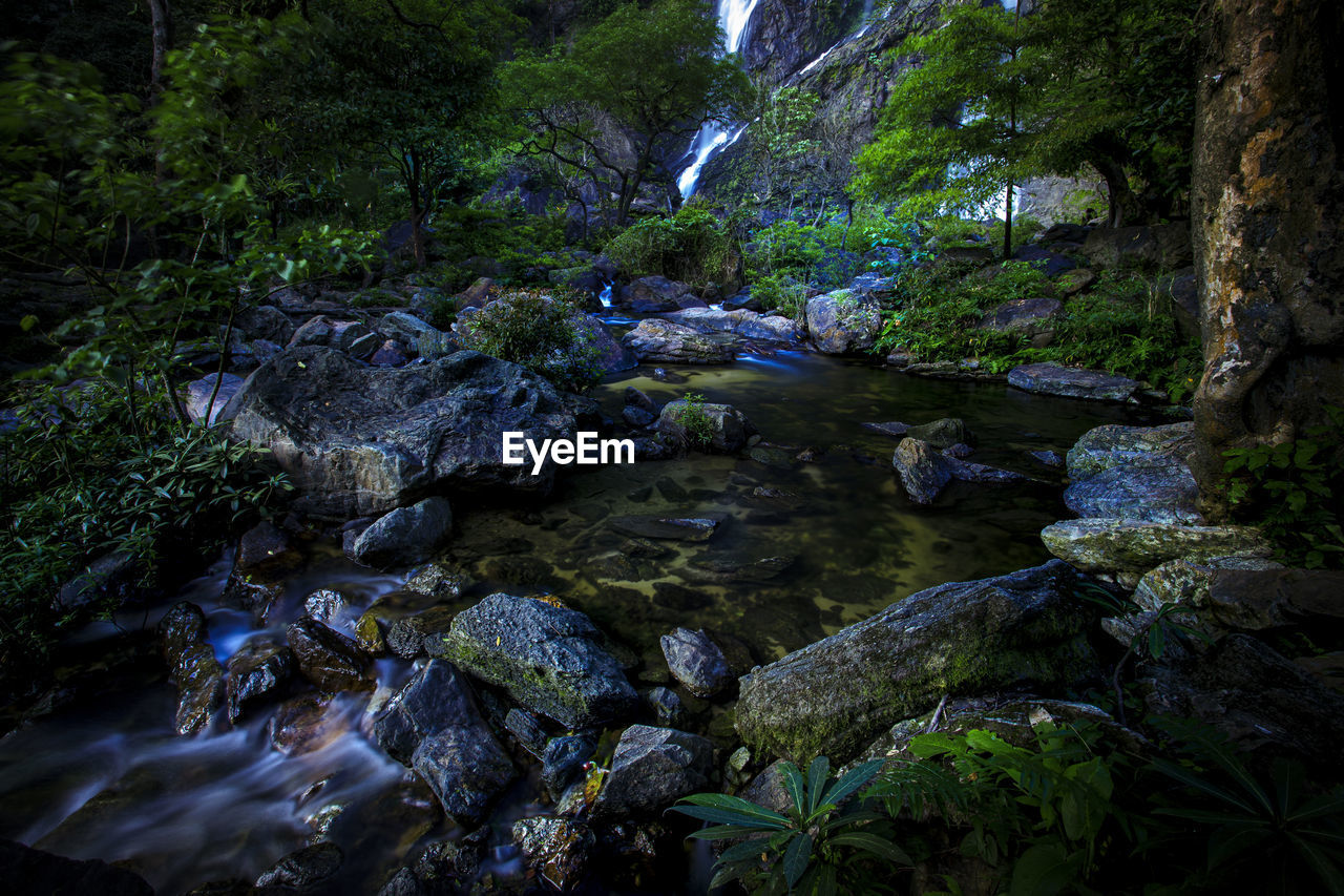 PLANTS AND ROCKS IN FOREST