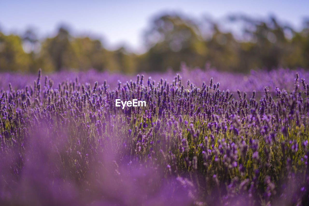 Close-up of purple flowering plants on field