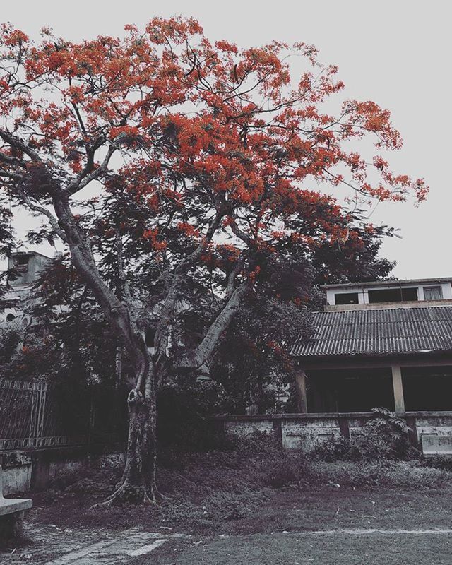 TREES IN FRONT OF BUILDING