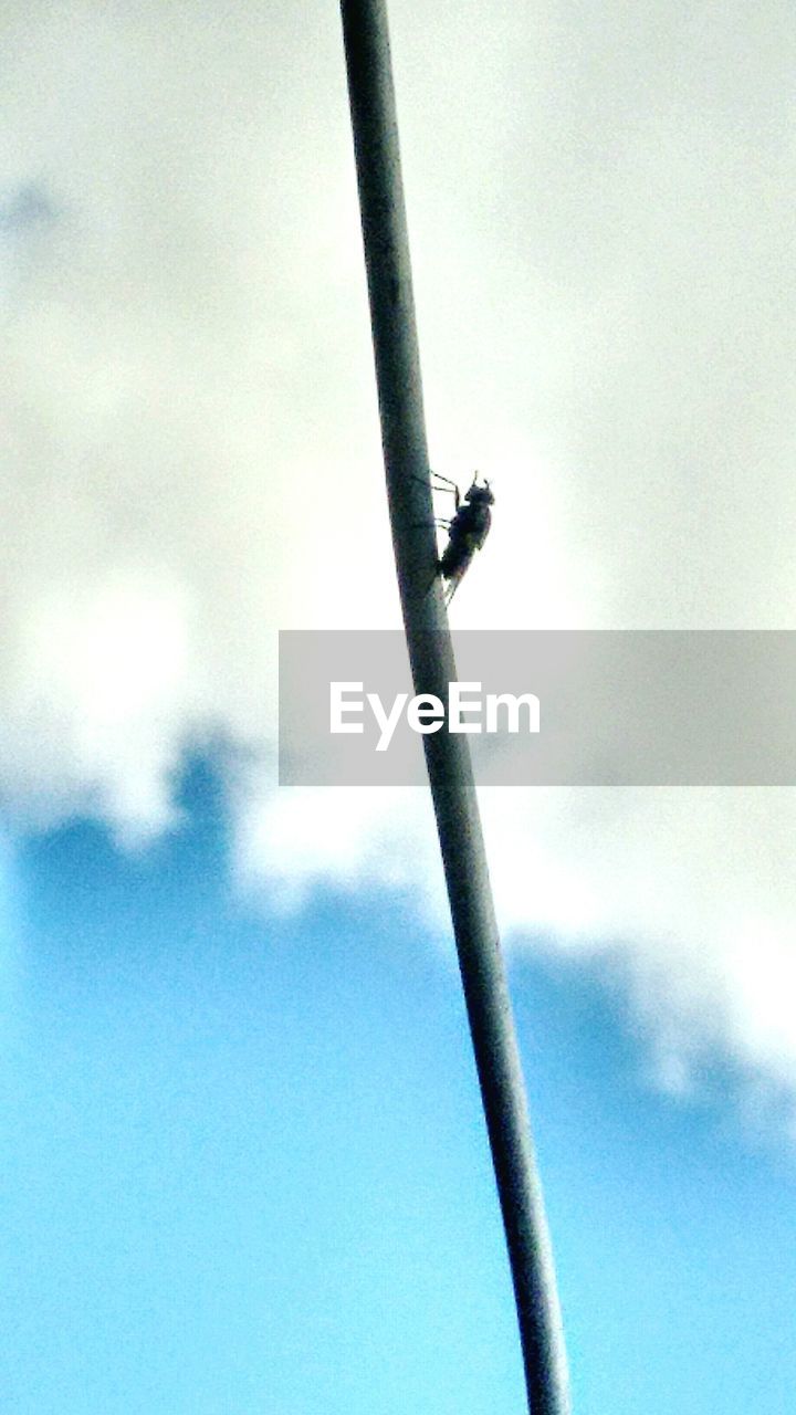 LOW ANGLE VIEW OF INSECT PERCHING ON WALL AGAINST SKY