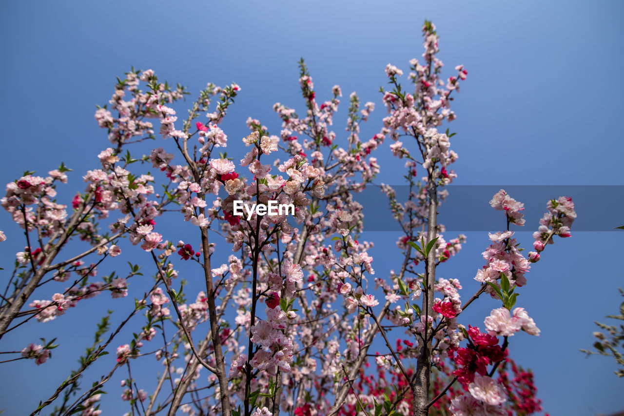 plant, flower, flowering plant, sky, tree, blossom, nature, beauty in nature, growth, springtime, spring, freshness, pink, clear sky, fragility, low angle view, branch, blue, no people, day, outdoors, leaf, cherry blossom, sunny, food and drink, fruit, food, sunlight, botany, fruit tree