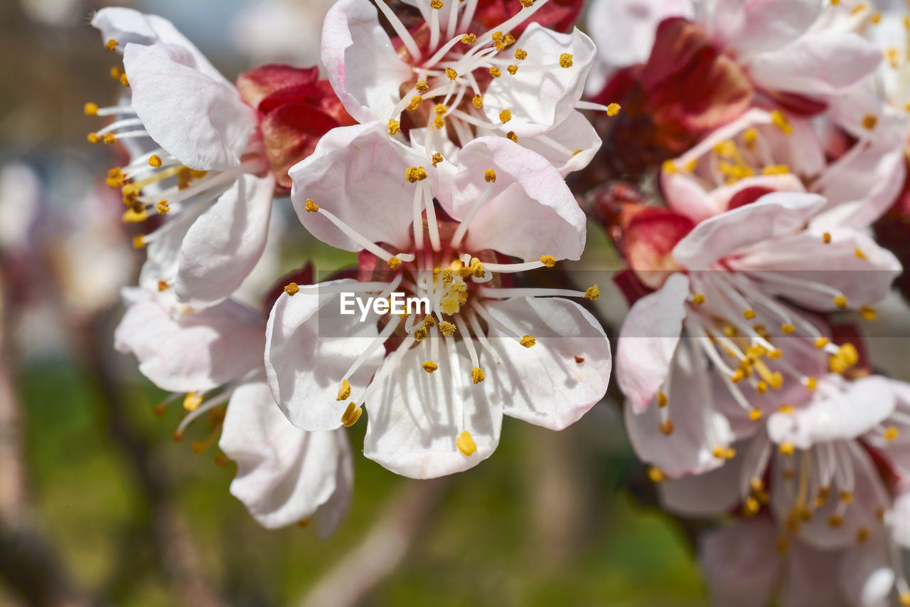 CLOSE-UP OF CHERRY BLOSSOM