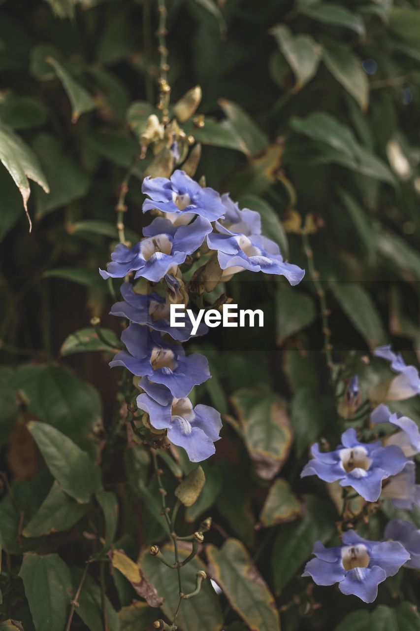 Close-up of purple flowering plant