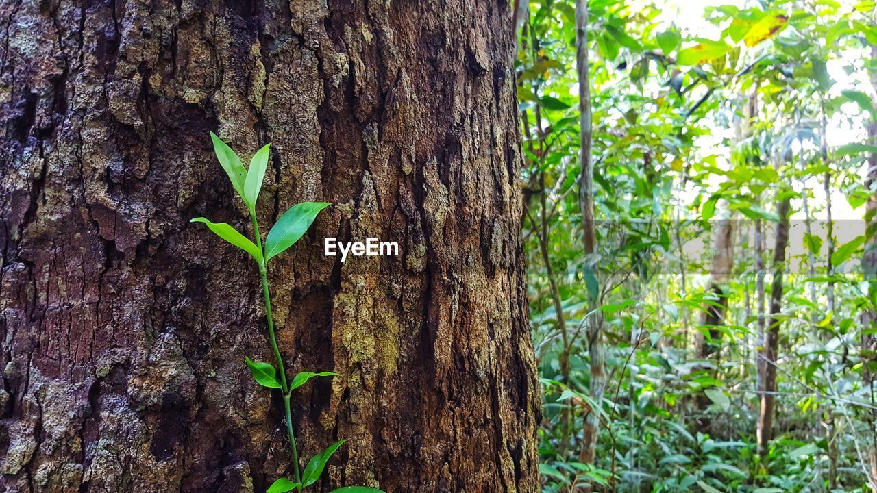 CLOSE-UP OF TREE TRUNK