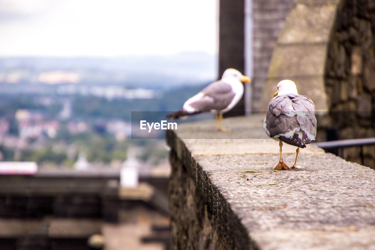 CLOSE-UP OF SEAGULL ON RETAINING WALL