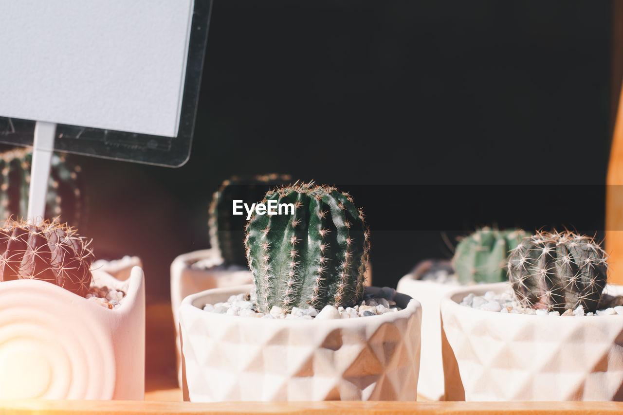 Variety of cactus and succulent growth in white ceramic pot.