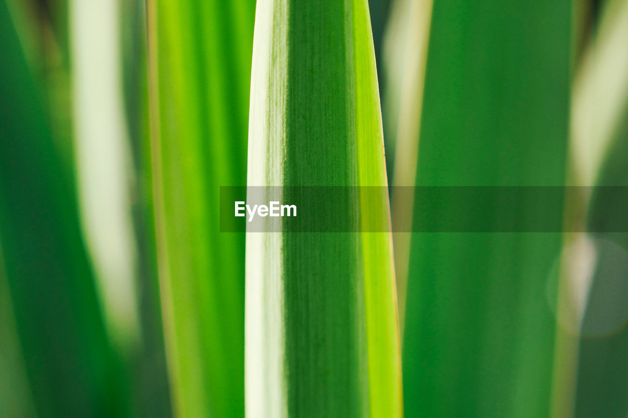 CLOSE-UP OF GREEN LEAF