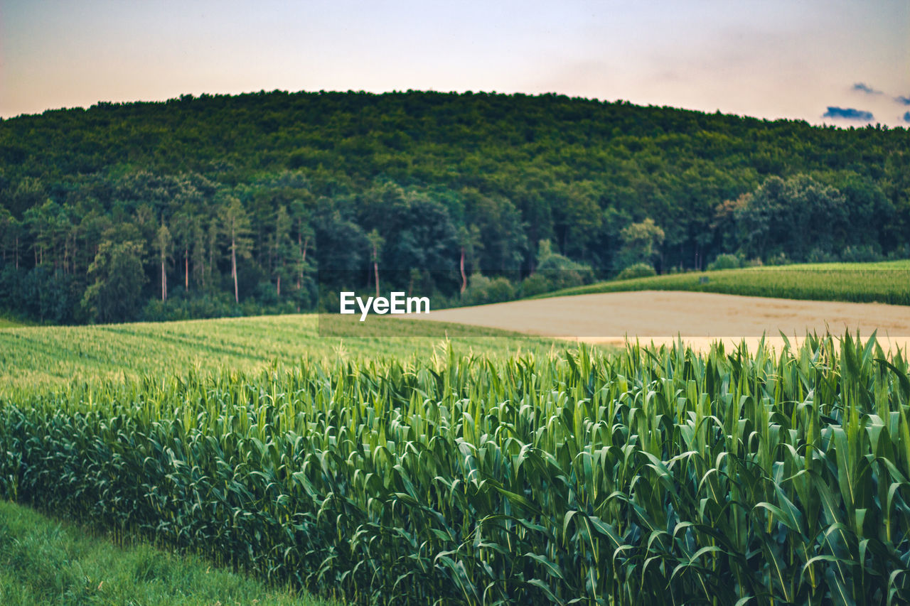 Scenic view of agricultural field against sky during sunset