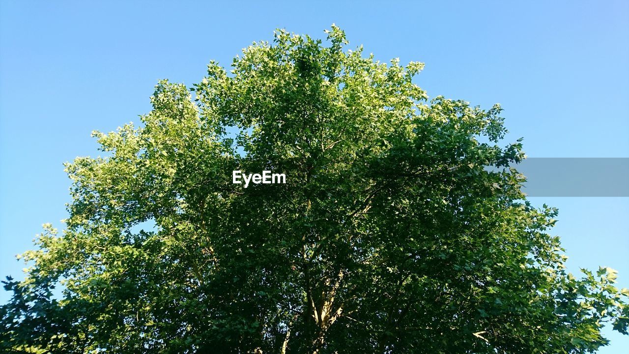 LOW ANGLE VIEW OF TREE AGAINST SKY