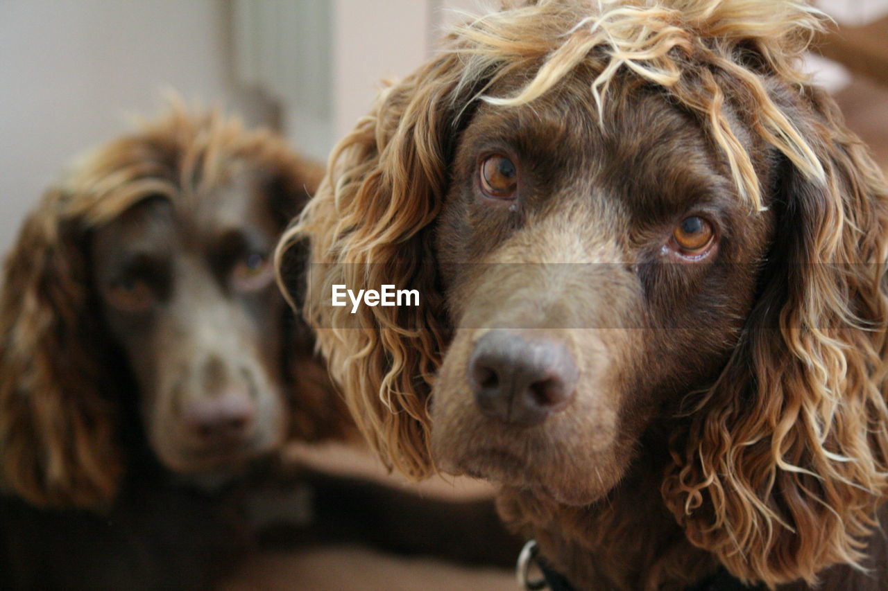 Close-up portrait of dog