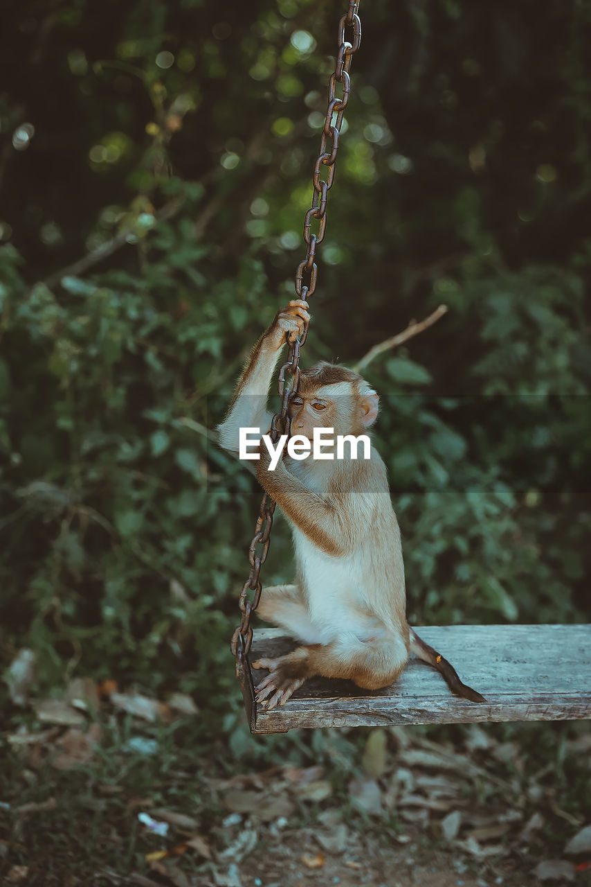 Monkey sitting on the swing in forest 