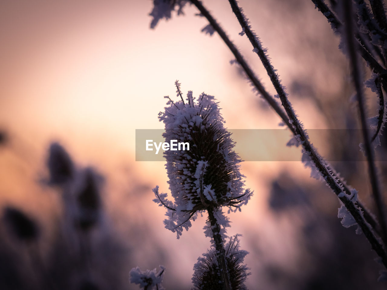 plant, nature, beauty in nature, tree, sky, sunset, no people, sunlight, flower, leaf, coniferous tree, growth, focus on foreground, tranquility, branch, pinaceae, pine tree, flowering plant, macro photography, winter, environment, silhouette, outdoors, freshness, land, close-up, frost, scenics - nature, twilight, forest, landscape, cold temperature, reflection, back lit, sun, grass, tranquil scene, dusk, non-urban scene, light