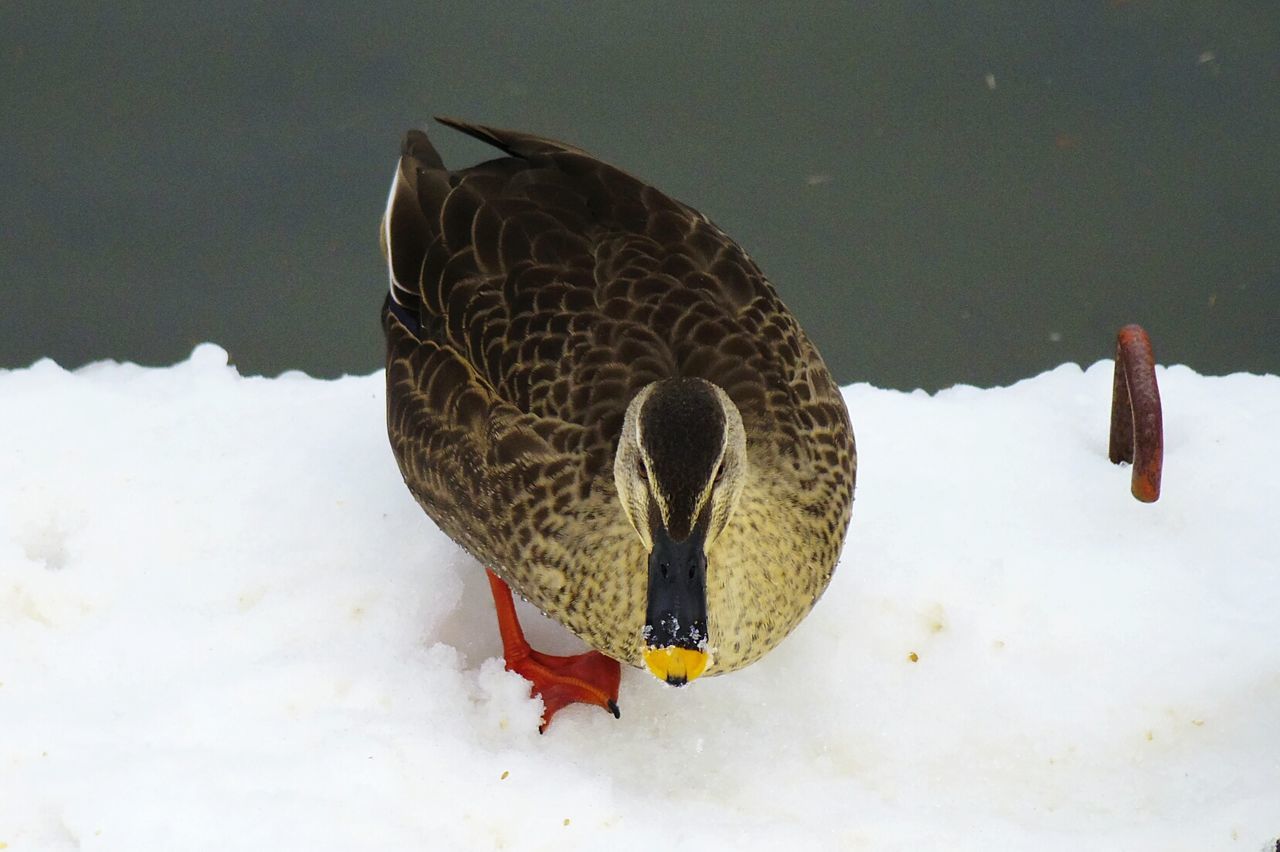 CLOSE-UP OF BIRD PERCHING ON SNOW COVERED LANDSCAPE